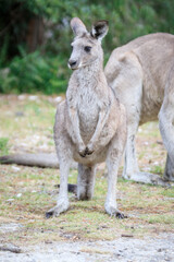 A Curious Eastern Grey Kangaroo Stands Tall in the Wild