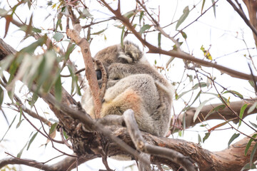 Koala Resting Comfortably in a Tree Branch