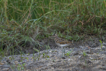 Greater Painted-snipe in farmland. The greater painted-snipe (Rostratula benghalensis ) is a species of wader in the family Rostratulidae found in marshes.