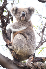 Koala Perched on a Tree Branch in the Wild
