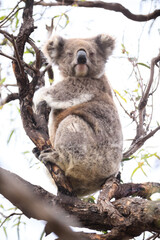 Koala Perched on a Tree Branch in the Wild