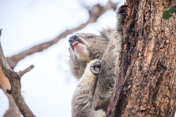 Koala Hiding Behind a Tree Trunk in the Wild, Raymond Island, Australia