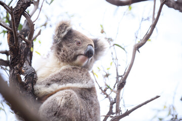 Sleepy Koala Clinging to a Eucalyptus Tree, Raymond Island, Australia