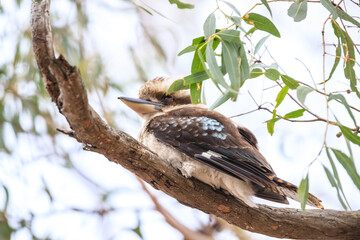 A Curious Kookaburra Perches on a Mossy Tree, Raymond Island, Australia