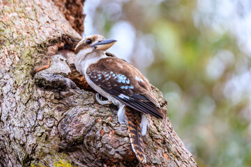 A Curious Kookaburra Perches on a Mossy Tree, Raymond Island, Australia