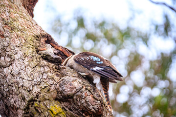 Kookaburra Perched on Twisted Branches in Natural Habitat, Raymond Island, Australia