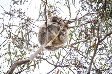 Koala Sleeping in a Eucalyptus Tree, Raymond Island, Australia