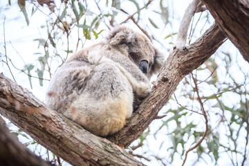 Koala Resting Comfortably in a Tree Branch