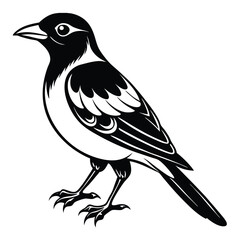 black jay on white background.
