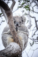 Sleeping Koala Resting Peacefully on a Tree Branch