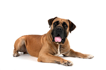 Boerboel in studio