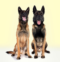 malinois in studio