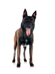 malinois in studio
