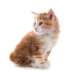 young Kurilian Bobtail in studio