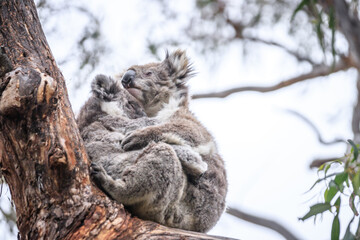 Loving Koala Mother Cuddling Her Joey in a Eucalyptus Tree