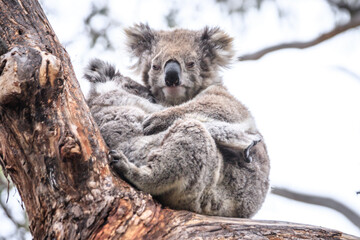 Loving Koala Mother Cuddling Her Joey in a Eucalyptus Tree