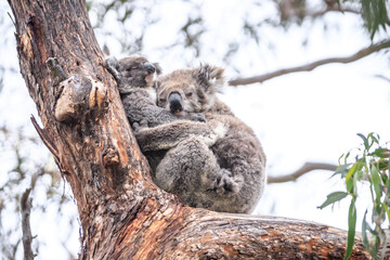 Loving Koala Mother Cuddling Her Joey in a Eucalyptus Tree