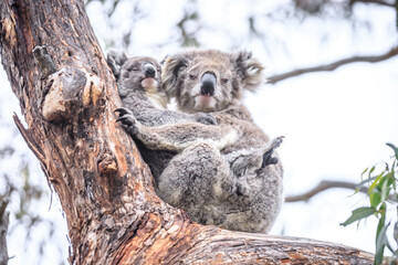 Fototapeta premium Loving Koala Mother Cuddling Her Joey in a Eucalyptus Tree