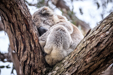 Koala Peacefully Sleeping While Hugging a Tree, Raymond Island, Victoria, Australia