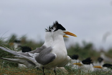 crested tern