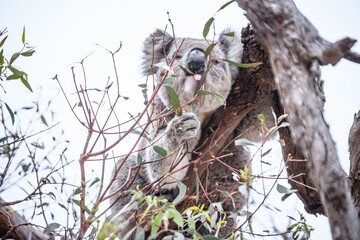 Curious Koala Munching on Eucalyptus Leaves, Raymond Island, Australia