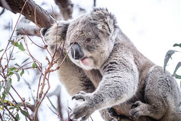 Curious Koala Munching on Eucalyptus Leaves, Raymond Island, Australia
