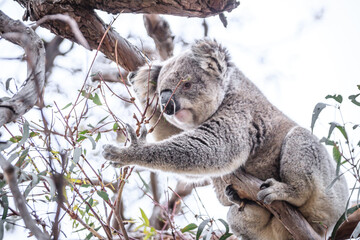 Obraz premium Curious Koala Munching on Eucalyptus Leaves, Raymond Island, Australia