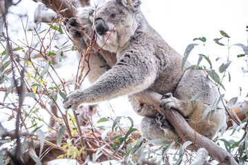 Fototapeta premium Curious Koala Munching on Eucalyptus Leaves, Raymond Island, Australia