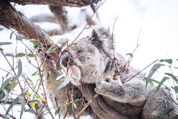 Koala Enjoying Eucalyptus Leaves High in a Tree, Raymond Island, Victoria, Australia