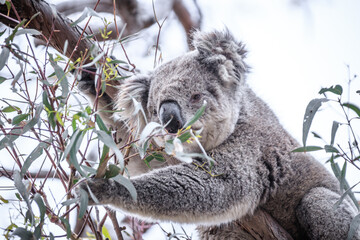 Koala Enjoying Eucalyptus Leaves High in a Tree, Raymond Island, Victoria, Australia