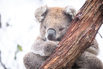 Sleeping Koala Resting Peacefully on a Tree Branch