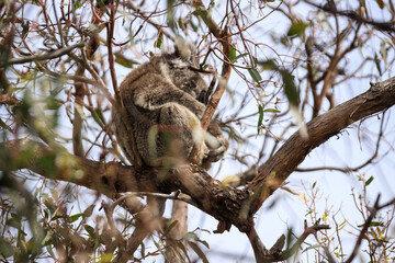 Koala Sleeping in a Eucalyptus Tree, Raymond Island, Australia