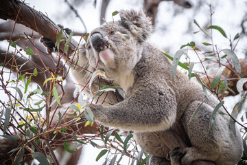 Koala Enjoying Eucalyptus Leaves High in a Tree, Raymond Island, Victoria, Australia