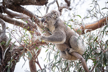 Koala Enjoying Eucalyptus Leaves High in a Tree, Raymond Island, Victoria, Australia