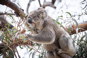 Koala Enjoying Eucalyptus Leaves High in a Tree, Raymond Island, Victoria, Australia