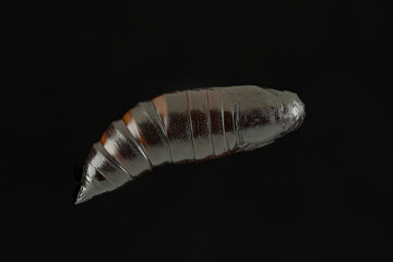 Chrysalis is the pupa stage of a butterfly or moth during its transformation to adult insect