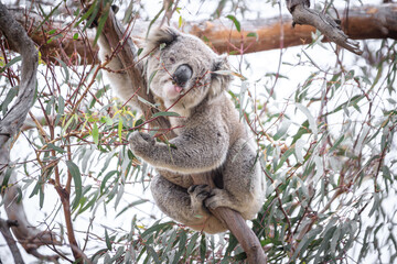 Koala Enjoying Eucalyptus Leaves High in a Tree, Raymond Island, Victoria, Australia