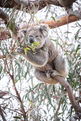 Koala Enjoying Eucalyptus Leaves High in a Tree, Raymond Island, Victoria, Australia
