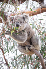 Koala Enjoying Eucalyptus Leaves High in a Tree, Raymond Island, Victoria, Australia