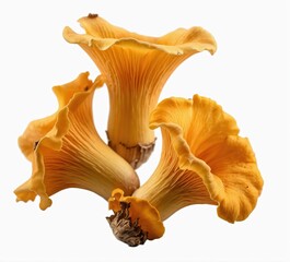 Fototapeta premium Wild Yellow Fungi for Gourmet Cooking: Soil-Grown and Whole Varieties Isolated on Transparent Background