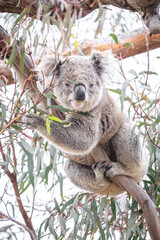 Koala Enjoying Eucalyptus Leaves High in a Tree, Raymond Island, Victoria, Australia