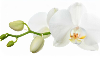 Beautiful white orchid flower isolated on white background.