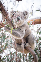 Koala Enjoying Eucalyptus Leaves High in a Tree, Raymond Island, Victoria, Australia