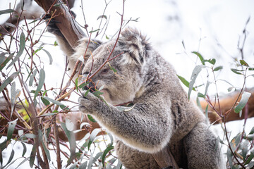 Koala Enjoying Eucalyptus Leaves High in a Tree, Raymond Island, Victoria, Australia