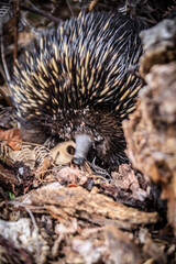 Close-Up of an Echidna Foraging in a Forest Habitat, Raymond Island, Victoria, Australia
