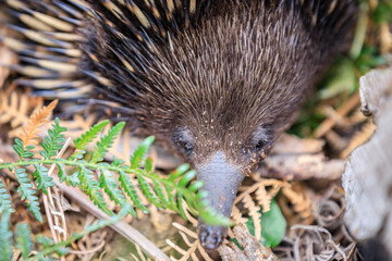 Close-Up of an Echidna Foraging in a Forest Habitat, Raymond Island, Victoria, Australia