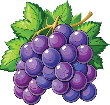purple grapes with green leaves clip art preview