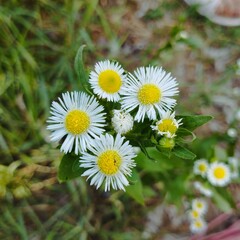 Obraz premium daisies in the grass