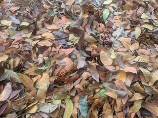 A close-up shot of fallen leaves on the forest floor. The leaves are in various shades of brown, green, and yellow, creating a beautiful autumnal scene. The texture and detail of the leaves are perfec