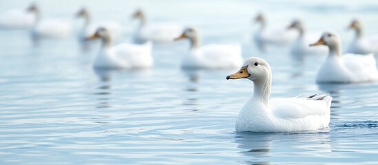 Obraz premium White Duck Swimming in a Calm Lake